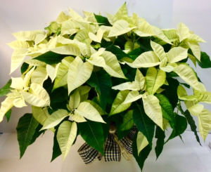  White Poinsettia  Poinsettia Plant