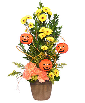 JACK O' LANTERN TREE  Halloween Flowers