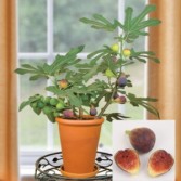 Fabulous Fig Tree Hardy Chicago and Olympian Variety
