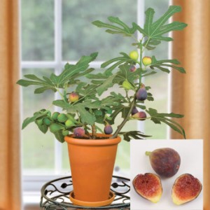 Fabulous Fig Tree Hardy Chicago and Olympian Variety
