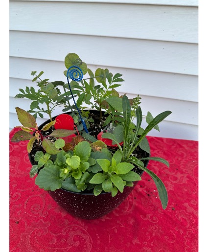 Fairy Planter Annuals