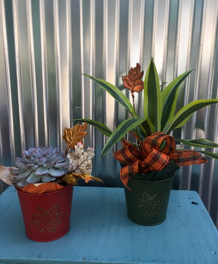 Fall 4inch Plant Plant