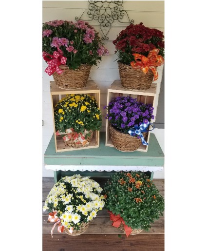 Fall blooming Mums Blooming Plant