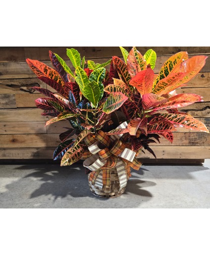 Fall Croton Plant