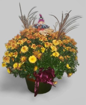 Autumn Mum Plant  F-P23 Plant  Local delivery only