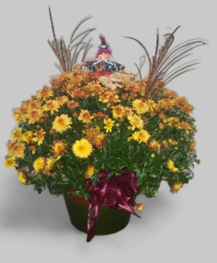 Autumn Mum Plant  F-P23 Plant  Local delivery only