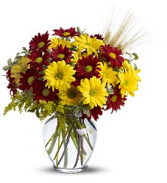 Fall For Daisies               TFWEB446 Vase Arrangement