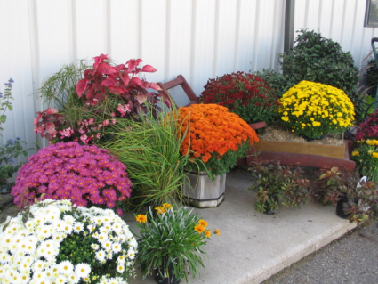 Plant - Fall Garden Mums Outdoor Plants