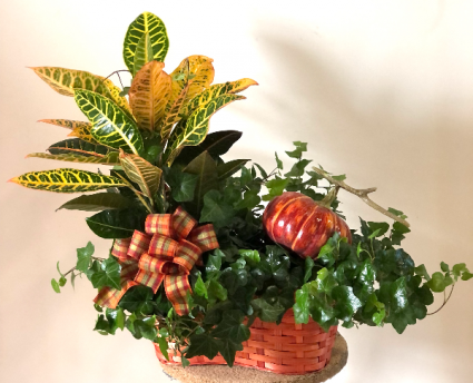 Fall Harvest Plant Assortment 