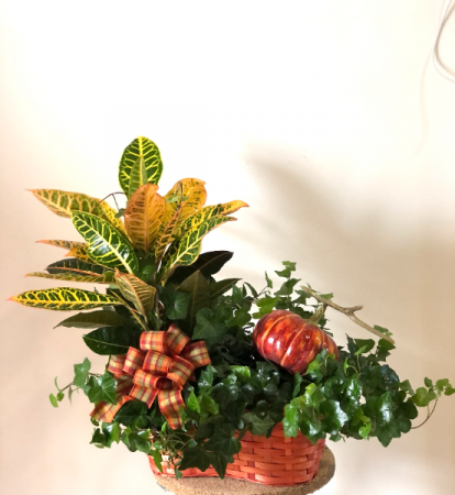 Fall Harvest Plant Assortment Plant Assortment