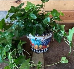 fall into ivy plant 