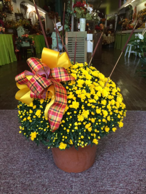 Fall Mum Blooming plant