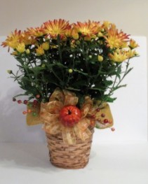 Fall Mum plant