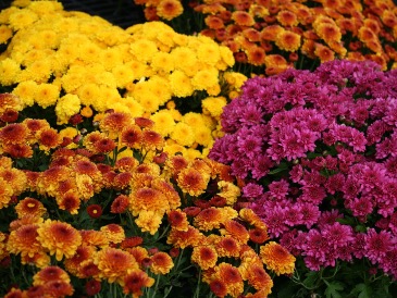 Fall Mums  in Warren, PA | VIRG-ANN FLOWER SHOP LLC.