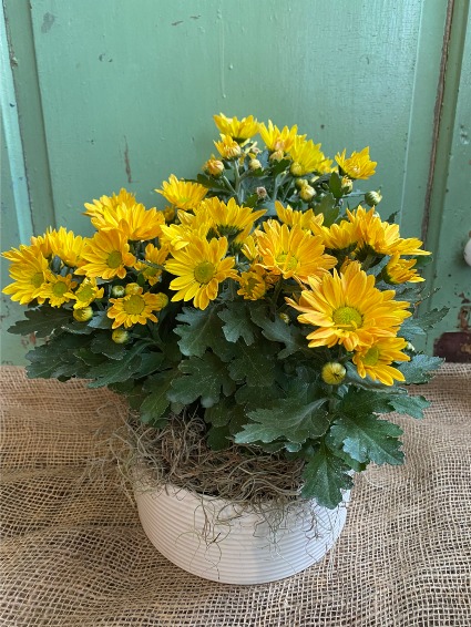 Fall Mums Planter arranged in a ceramic pot 