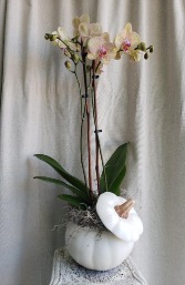 Orchid In A Ceramic Pumpkin PLANT