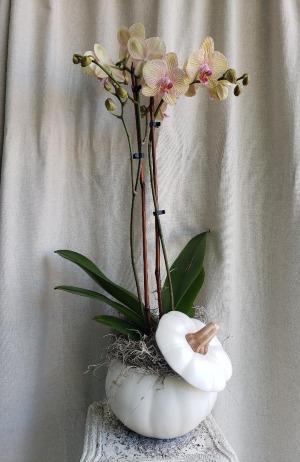 Orchid In A Ceramic Pumpkin PLANT