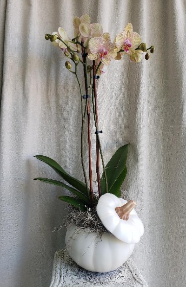 Orchid In A Ceramic Pumpkin PLANT in Hampstead, NC | Surf City Florist