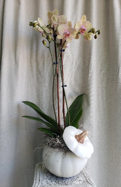 Orchid In A Ceramic Pumpkin PLANT