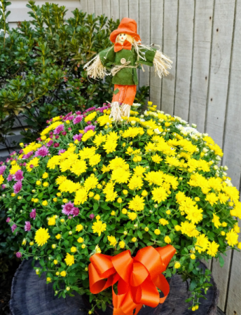 Fall Patio Mum Blooming Plant