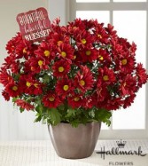 Fall plant 1 