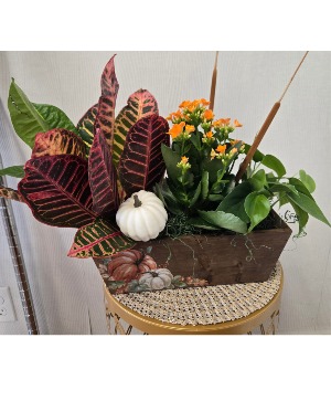 Fall Window Box House Plants