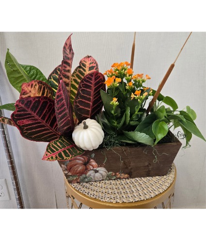 Fall Window Box House Plants