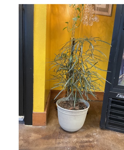 False Aralia Plant