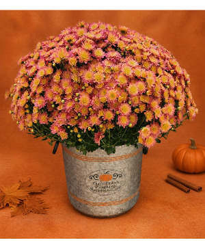 Farm Fresh Pumpkin Hardy Mum in Galvinized Container