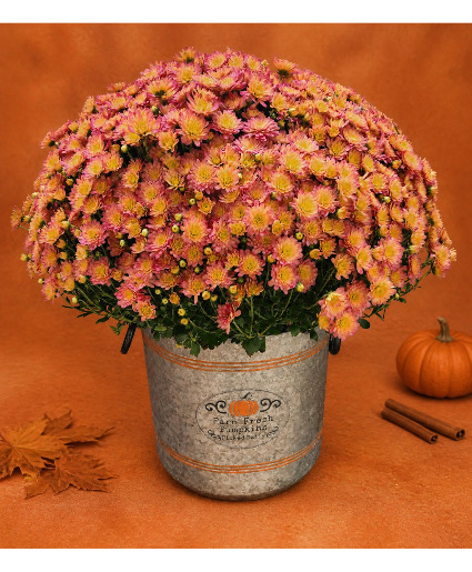 Farm Fresh Pumpkin Hardy Mum in Galvinized Container