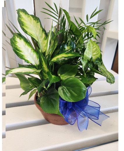 Father's Day dish garden planter 