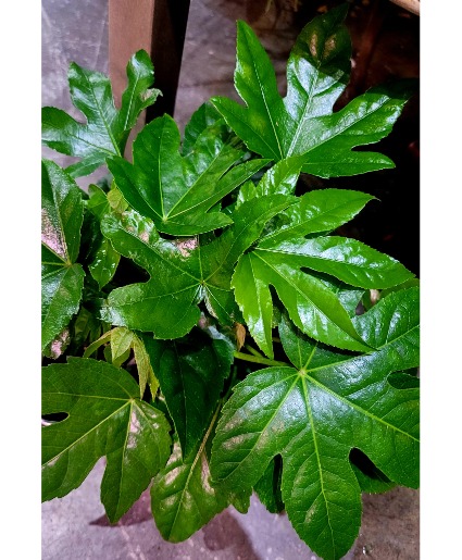 Fatsia Japonica With Nice Pot 