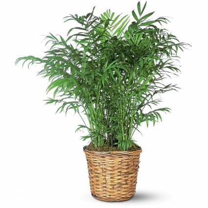 Feathery Palm Green Plant