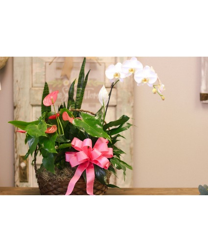 Feminine Plant Basket 