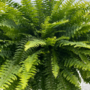 Fern Basket  