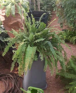 Fern rental 