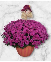 Festive Fall Mum Plant FHF-FM62 Local Delivery Only