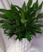 Peace Lily in a 6" pot in  a nice white  (P) ceramic container!