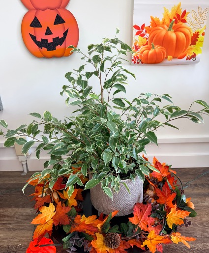 Ficus Benjamina 