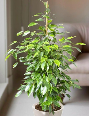 Ficus benjamina Twilight (Weeping Fig - Twilight)  Plants 