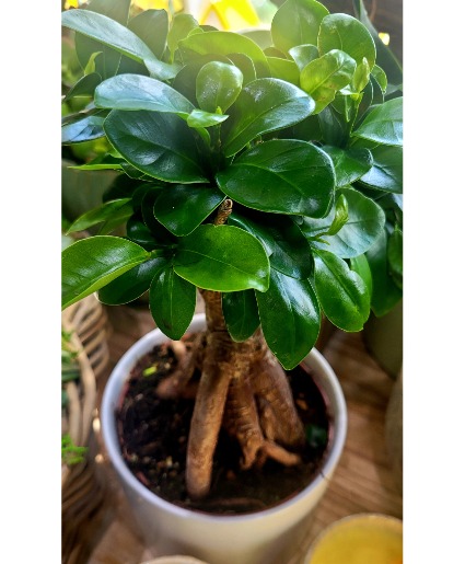 Ficus Bonsai 