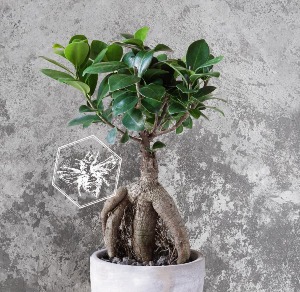 Ficus Bonsai Tree Plants
