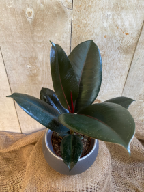 Ficus Elastica Burgundy 5" and 8" diameter  plants