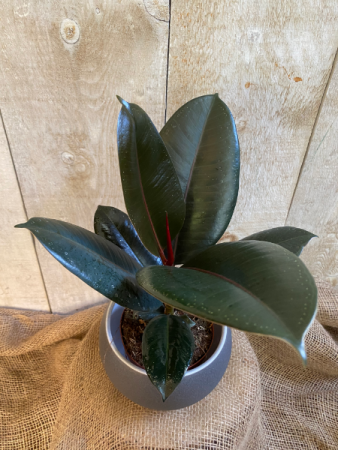Ficus Elastica Burgundy 5" and 8" diameter  plants
