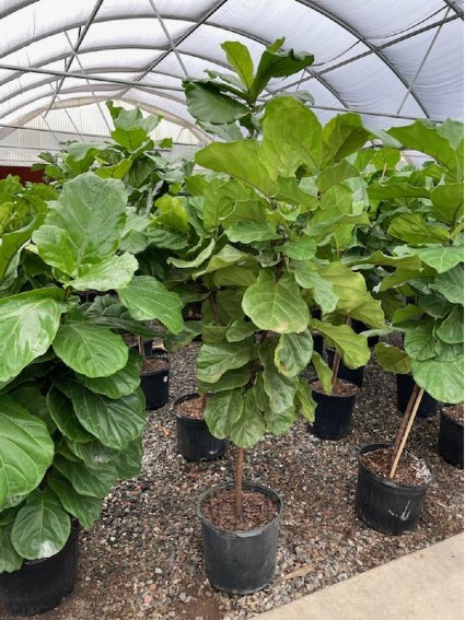 Ficus Lyrata  