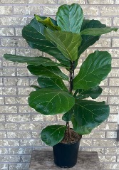 FICUS LYRATA - FIDDLE LEAF Indoor Plant
