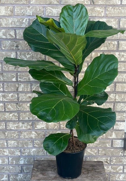FICUS LYRATA - FIDDLE LEAF Indoor Plant