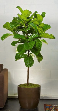 ficus lyrata  Plants 