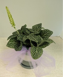 SOLD 4" Mosaic Plant   NFS-P94