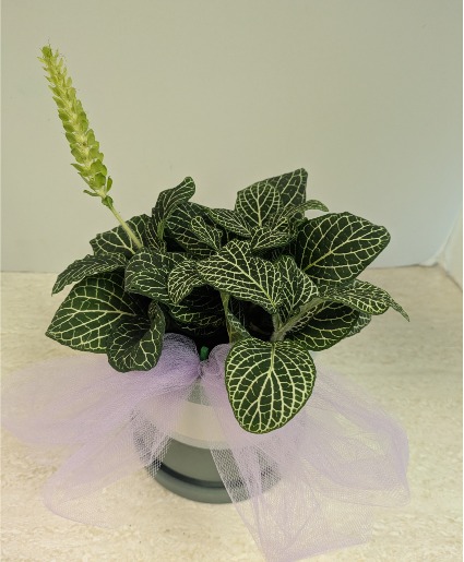 SOLD 4" Mosaic Plant   NFS-P94